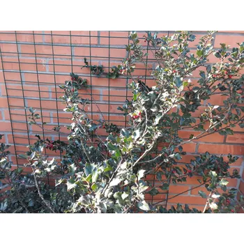 Opora na rostlinu Mřížka k popínavým rostlinám 2000x1000 FeZnAl - Vysoká Kvalita Za Skvělou Cenu