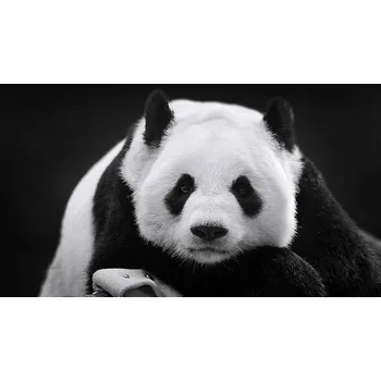 Plakát Plakát, Obraz - Panda in Repose, Thousand Word Images by Dustin Abbott