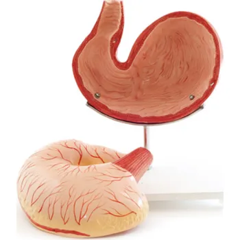 Anatomický model žaludku psa