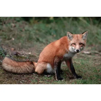 Plakát Plakát, Obraz - Red Fox Sitting, Layne Kennedy