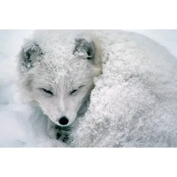 Plakát Plakát, Obraz - Arctic Fox Sleeping in Snow, Richard Hamilton Smith