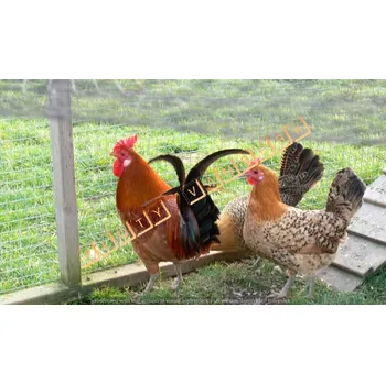 chovatelské pletivo Svařovaná síť 13 x 13 / 0,8 mm Zn