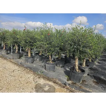 Sazenice Olivovník Evropský - Intensivo - 30/40cm obvod kmene