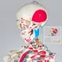 anatomický model tectake Anatomický model lidská kostra s označením a číslováním svalů bílá