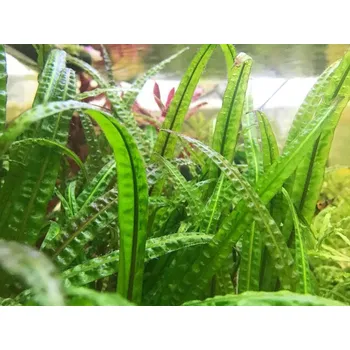 Dekorace do akvária Cryptocoryne crispatula (IN-VITRO Ø 7 cm)
