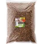 UGF Sušení mouční červi