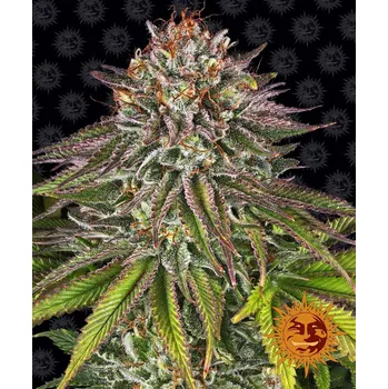 Semeno Barney's Farm Critical Kush Balení: 3ks