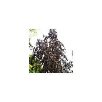 Sazenice Fagus sylvatica Black Swan 200/250 cm (1 ks skladem)