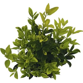 Květináč Brslen japonský FloraSelf Euonymus japonicus 'Siebe' výška 40-50 cm květináč 2 l