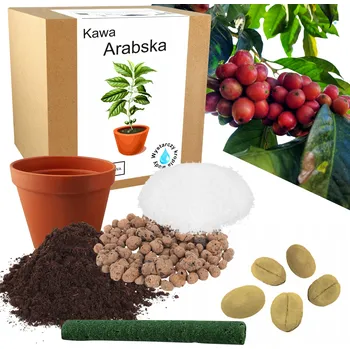 Semeno Sada pro pěstování KÁVA ARABICA – kávovník a semena