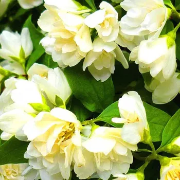 Sazenice PUSTORYL ´MANTEAU D´HERMINE´ kont. 2L