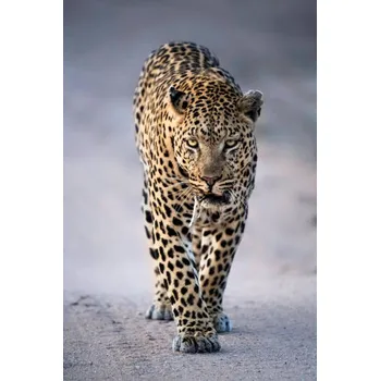 Plakát Plakát, Obraz - Leopard Portrait, Kathleen Reeder Wildlife Photography