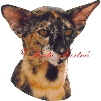 Samolepka kočka orientální želvovinová archiv