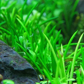 Dekorace do akvária Littorela uniflora (IN-VITRO Ø 7 cm)