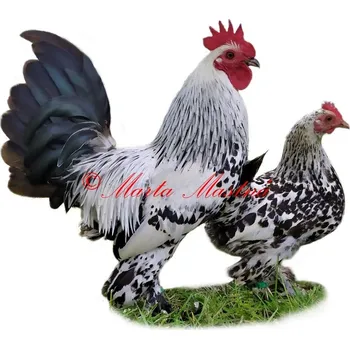 Samolepka drůbež zakrslá rousná stříbrná porcelánová