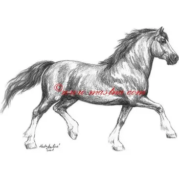 Samolepka welshcob, pony, kůň, koně - archiv c568 - Malá - přibližně jako pohlednice