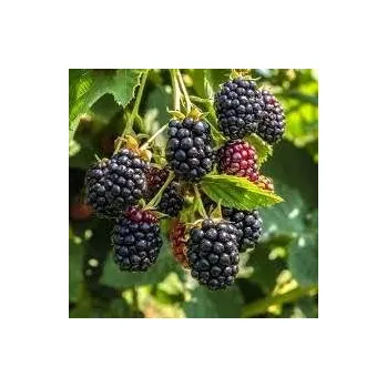 Sazenice Rubus fruticosus Glorniwa 30/40 cm