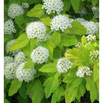 Sazenice Tavola velkolistá ´DART'S GOLD´ 40-50 cm, kont. 1,4 l