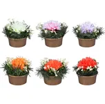 Nohel Garden Chryzantéma podzimní…