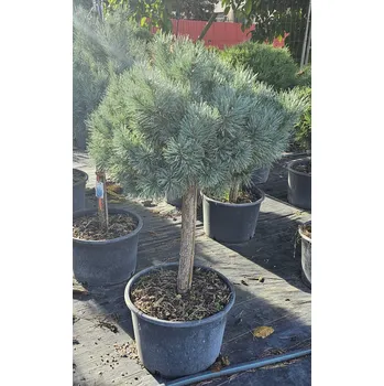 Sazenice Borovice lesní Chantry Blue