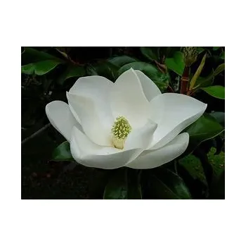 Vonný olej Magnolia aroma TrigonMedia 270 ml