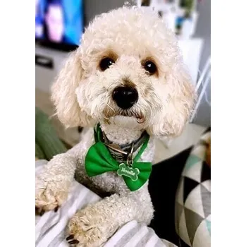 Obojek pro psa Vsepropejska Gentle zelený motýlek pro psa | 20 - 42 cm