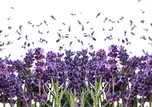 Weblux Fresh Lavender Flowers On White…