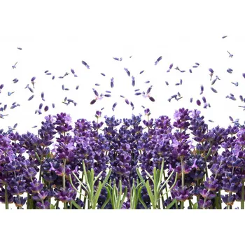Fototapeta Weblux Fresh Lavender Flowers On White 100 x 73 cm