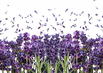 Fototapeta Weblux Fresh Lavender Flowers On White 100 x 73 cm