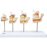 3B Scientific Model vývoje lidského…