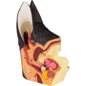 Psí ucho, zdravé a nemocné