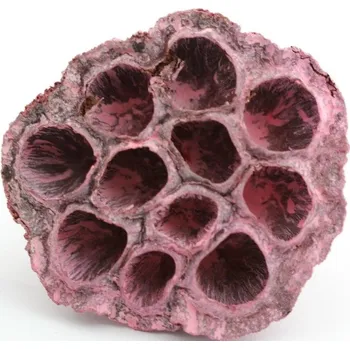 Indická sušina Lotus medium frosted, červená, 100 ks