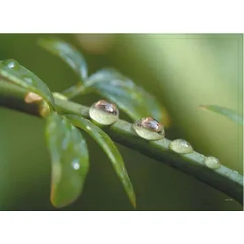 prostírání Korkové prostírání Kapky rosy, velké - /40*29 cm/ - 4 ks