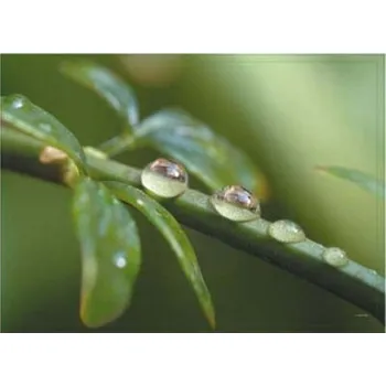 prostírání Korkové prostírání Kapky rosy, střední - /29*21,5 cm/ - 4 ks