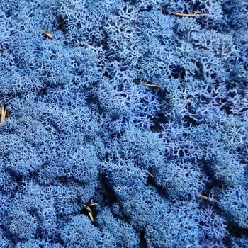 Rám na obraz Stabilizovaný Norský mech Royal Blue 500g - Do interiéru