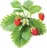 semena Click and Grow Lesní jahody kapsle se semínky a substrátem 3 ks