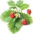 Semeno Click and Grow Lesní jahody kapsle se semínky a substrátem 3 ks