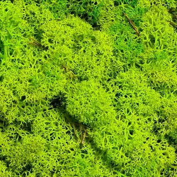 Rám na obraz Stabilizovaný mech Norský Spring Green 0,5 m2 - Do interiéru