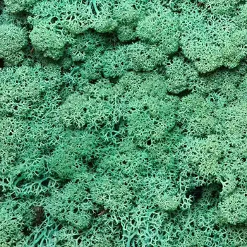 Rám na obraz Stabilizovaný Norský mech Pacific Green 500g - Do interiéru