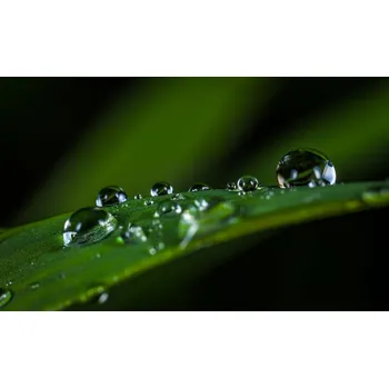 Obraz Malvis ® Obraz - ranní rosa Velikost: 60x40 cm