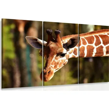 Malvis ® Obraz - Žirafa Velikost: 90x60 cm