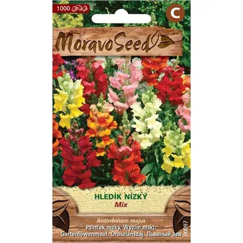 Semeno MoravoSeed Hledík nízký velkokvětý mix 1000 ks