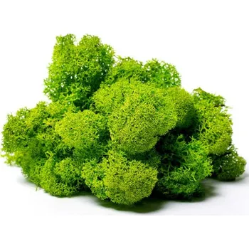 Luxusní stabilizovaný mech sobí čištěný 0,5 kg, jablečně zelený