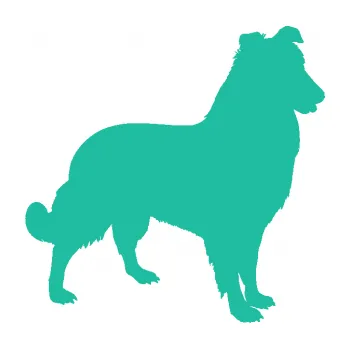 Polep vozidla SAMOLEPKA Pes 084 pravá Kolie (25 - tyrkysová) NA AUTO, NÁLEPKA, FÓLIE, POLEP, TUNING, VLASTNÍ TEXT, TISK, AUTOSAMOLEPKY.cz, POLEPY, OBRÁZEK, LOGO, SAMOLEPKY