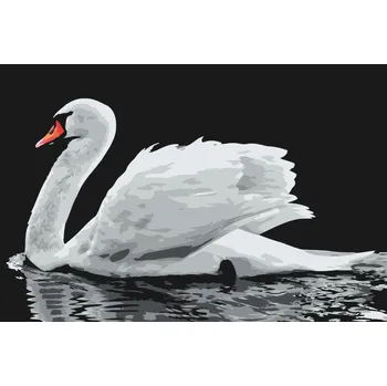 Malování podle čísel - Bílá labuť Velikost: 40x60cm, Rámování: Pouze srolované plátno