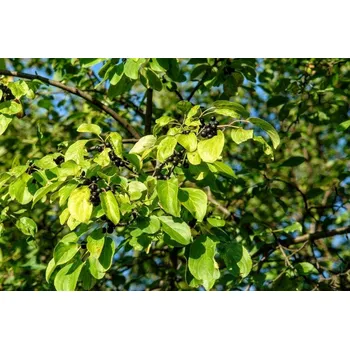 Sazenice Řešetlák počistivý "Žluťáskův keř" (Rhamnus cathartica)