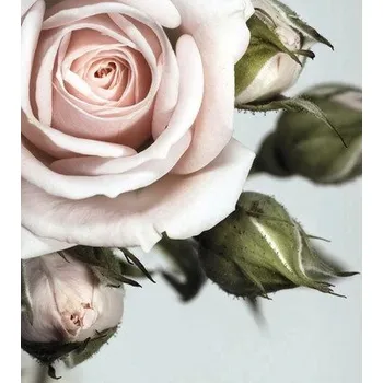 Fototapeta Fototapeta, 180 x 202 cm, FTNXL 2506