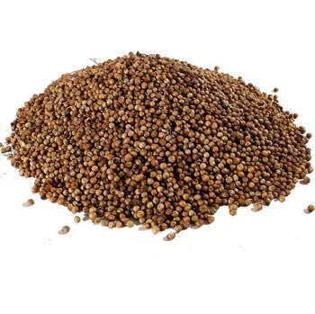 Poštovní známka Koriandr plod (Coriandr fructus)