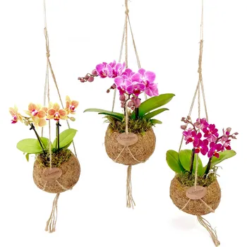 Phalaenopsis (L) Falenopsis, Můrovec