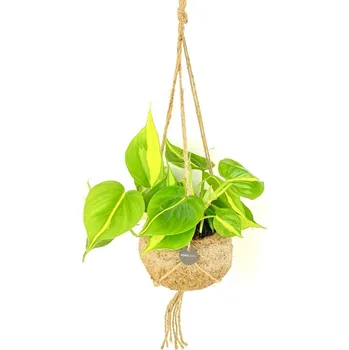 Philodendron scandens Brasil (L) Filodendron